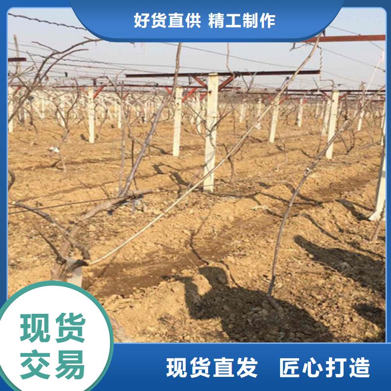 软枣猕猴桃苗种植技术丽江