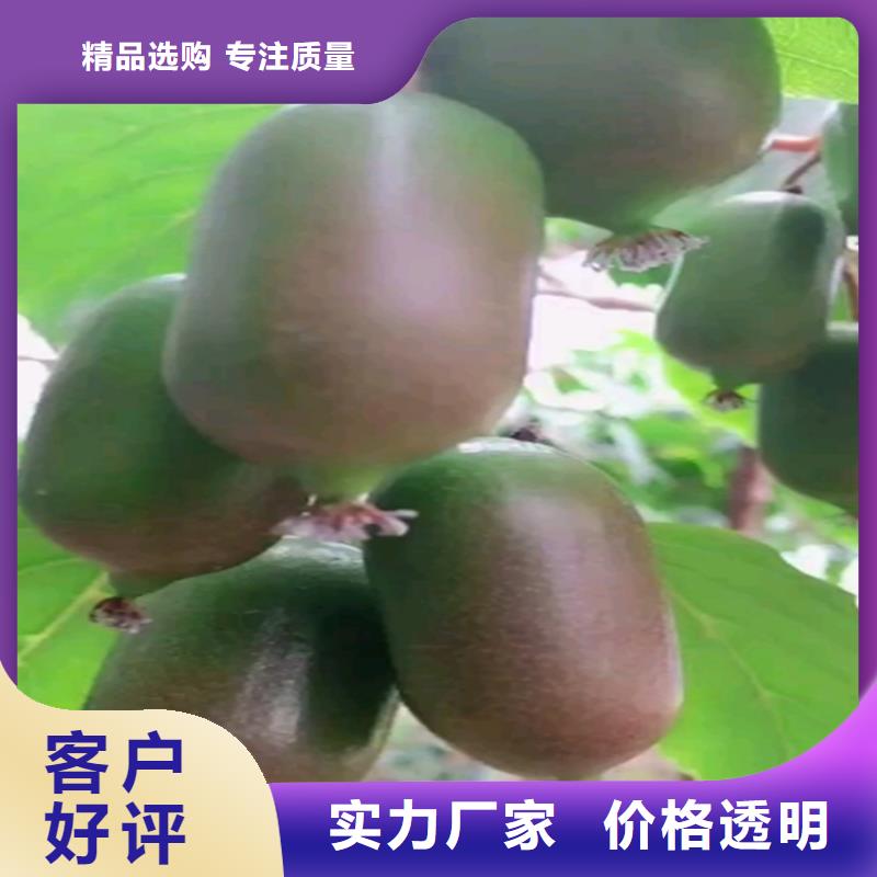 软枣猕猴桃苗适合种植地区附近供应商