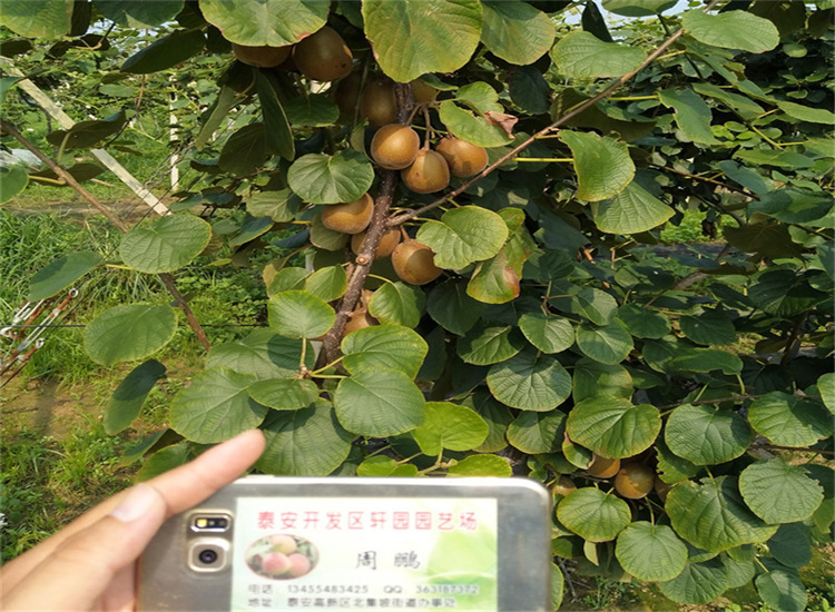软枣猕猴桃苗种植管理技术应用广泛