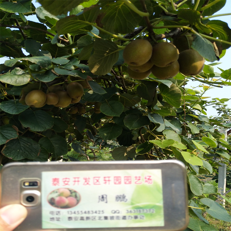软枣猕猴桃苗量大从优同城生产商