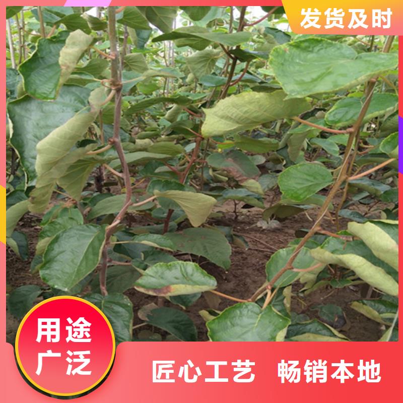 软枣猕猴桃苗新品种湛江