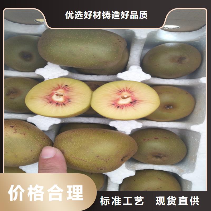 软枣猕猴桃苗批发零售常年供应