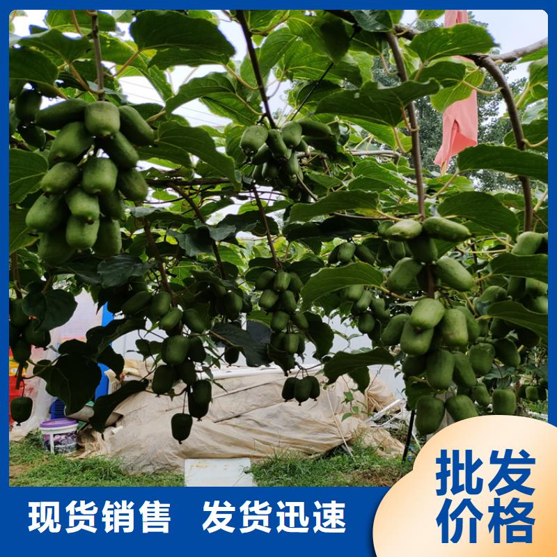 软枣猕猴桃苗经济效益附近生产商