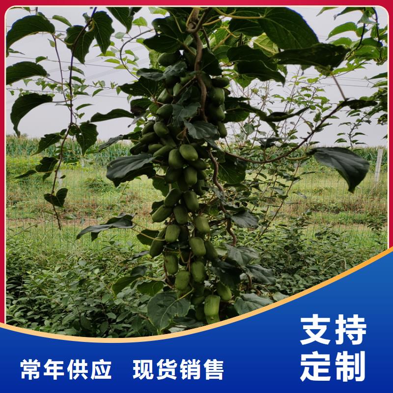 软枣猕猴桃树苗一亩地多少棵产品优势特点