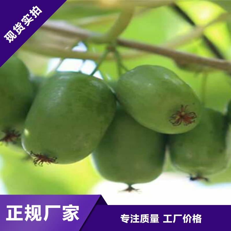 软枣猕猴桃苗根系发达常年供应