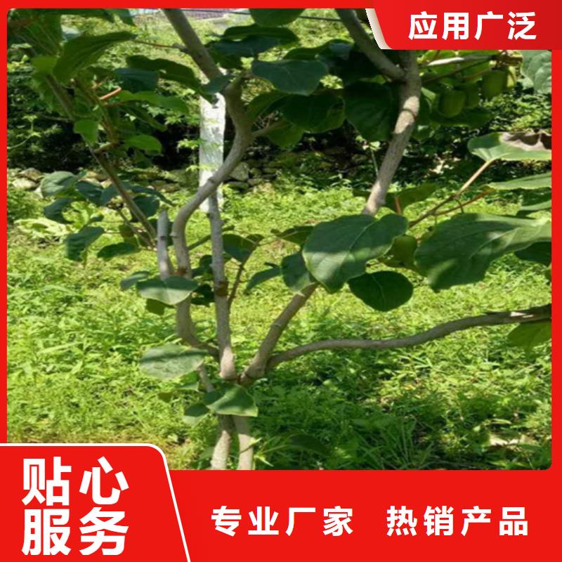 软枣猕猴桃苗适合种植地区/轩园园艺场焦作
