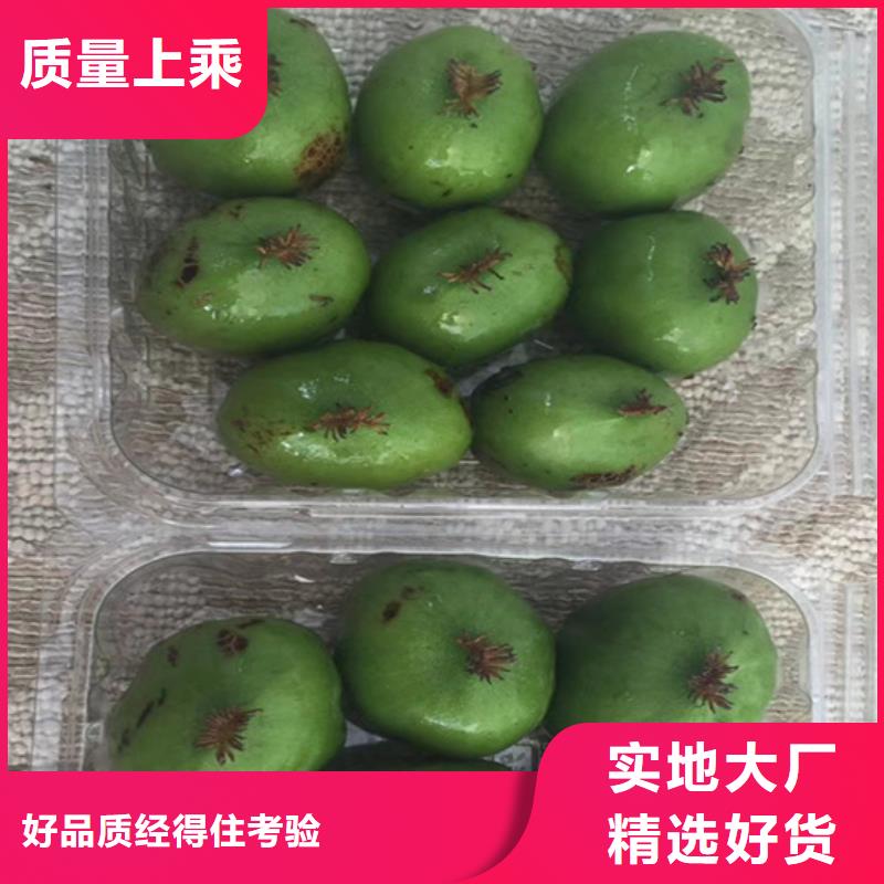 紫玉软枣猕猴桃苗新奇品种/轩园园艺场贺州
