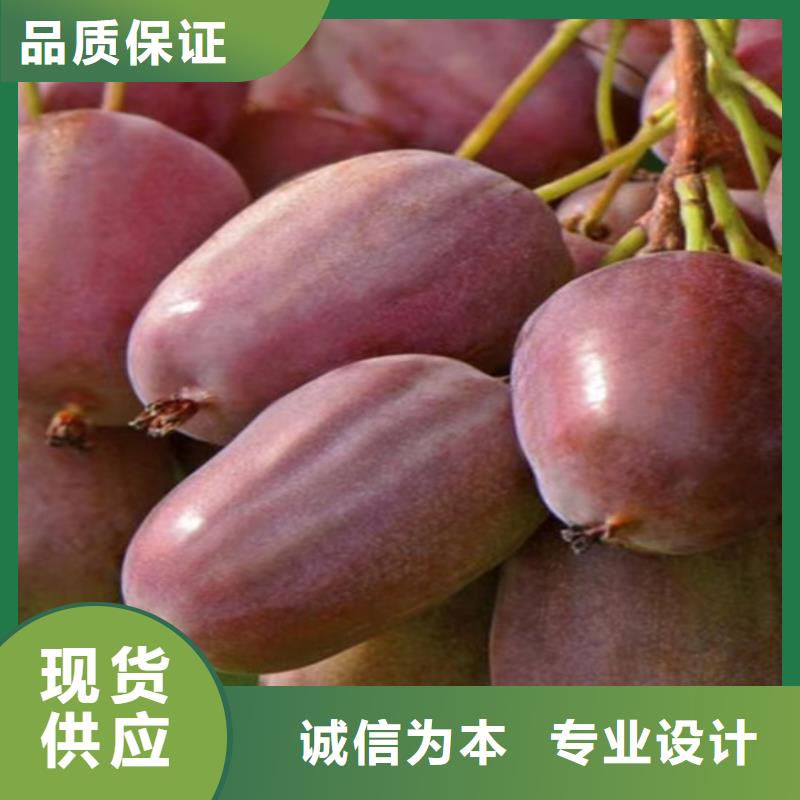 软枣猕猴桃苗新奇品种周口