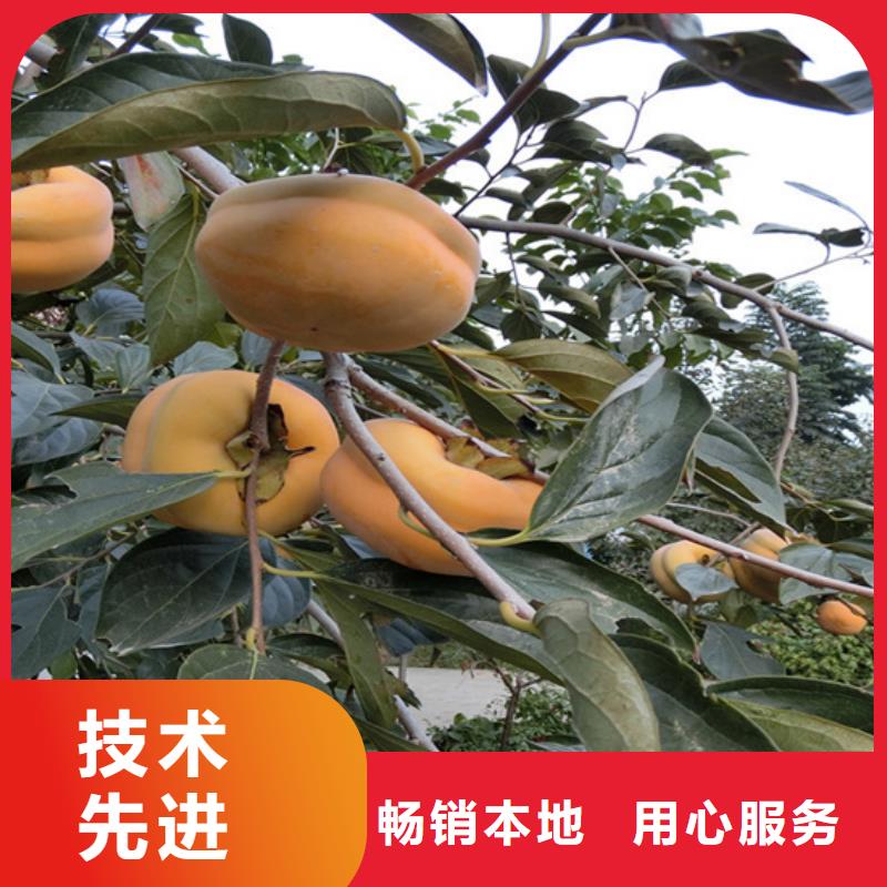 水果柿子树种植管理技术铜仁