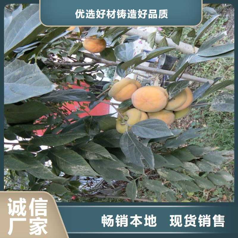 黑柿子苗种植技术/轩园园艺场盘锦