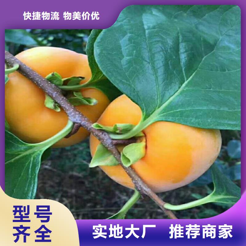 甜柿子树适合种植地区湖南
