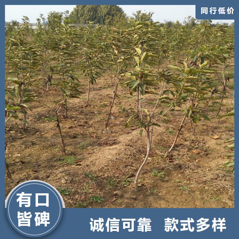 水果柿子树苗根系发达低价货源