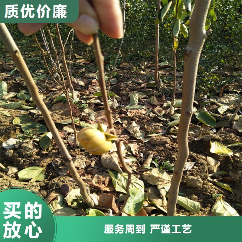 水果柿子树种植管理技术莆田