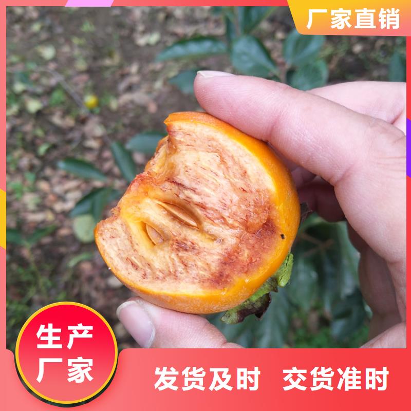 水果柿子树成活率高/轩园园艺场内蒙古