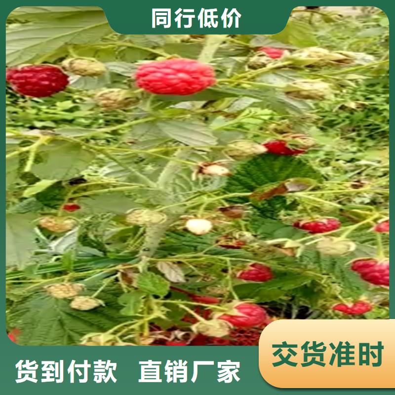 双季黑树莓苗批发价格当地生产厂家
