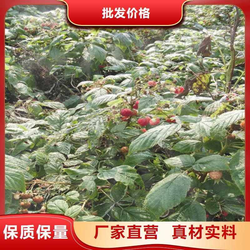 双季红树莓苗欢迎咨询普洱