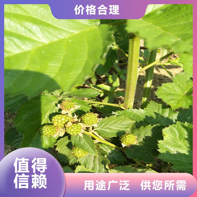 双季黑树莓苗种植基地/轩园园艺场普洱