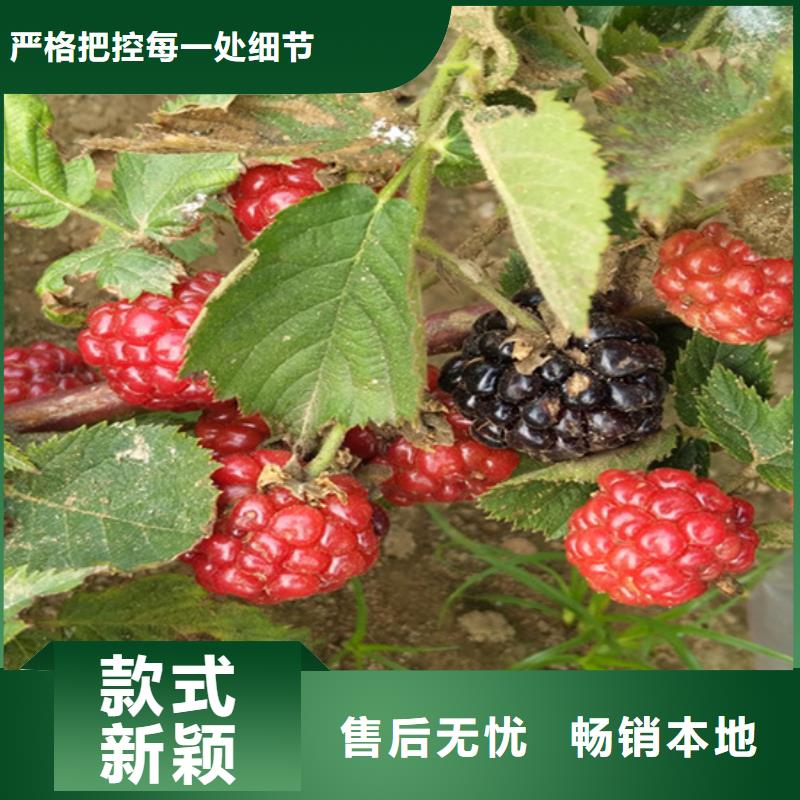 双季红树莓苗大棚种植/轩园园艺场淮南