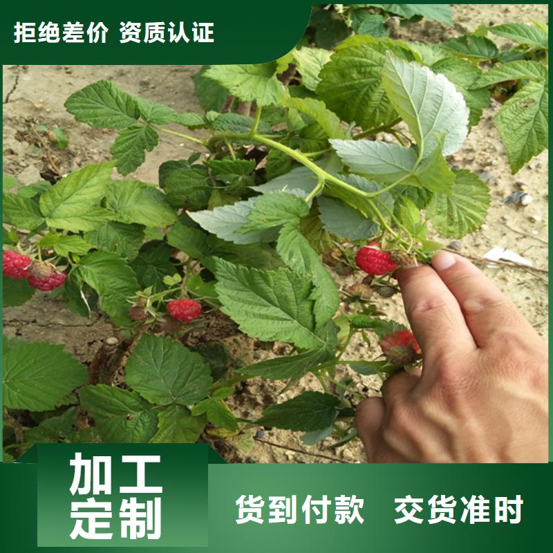 黑树莓苗种植技术/轩园园艺场内蒙古