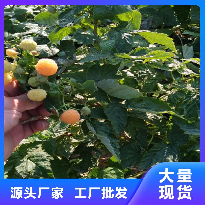 黑树莓苗种植管理技术金昌