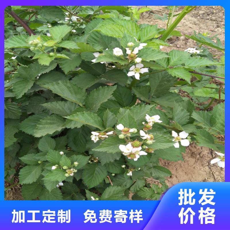双季黑树莓苗种植管理技术菏泽