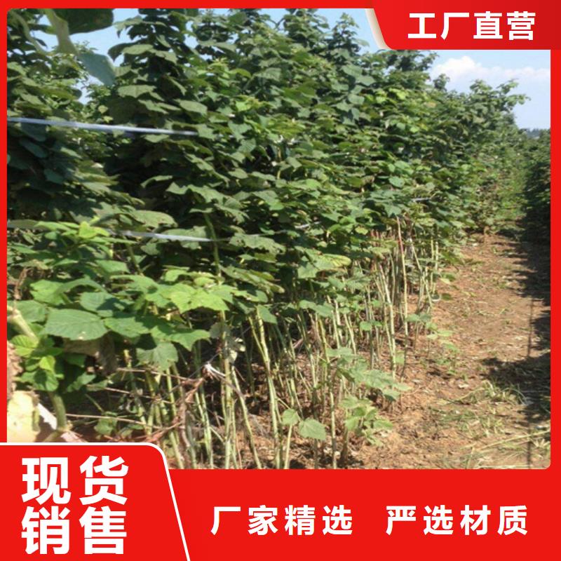红树莓苗成活率高/轩园园艺场发货及时