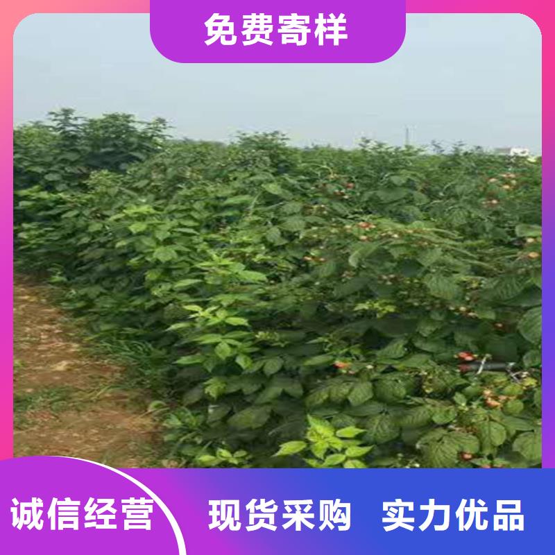 红树莓苗露天种植源头工厂