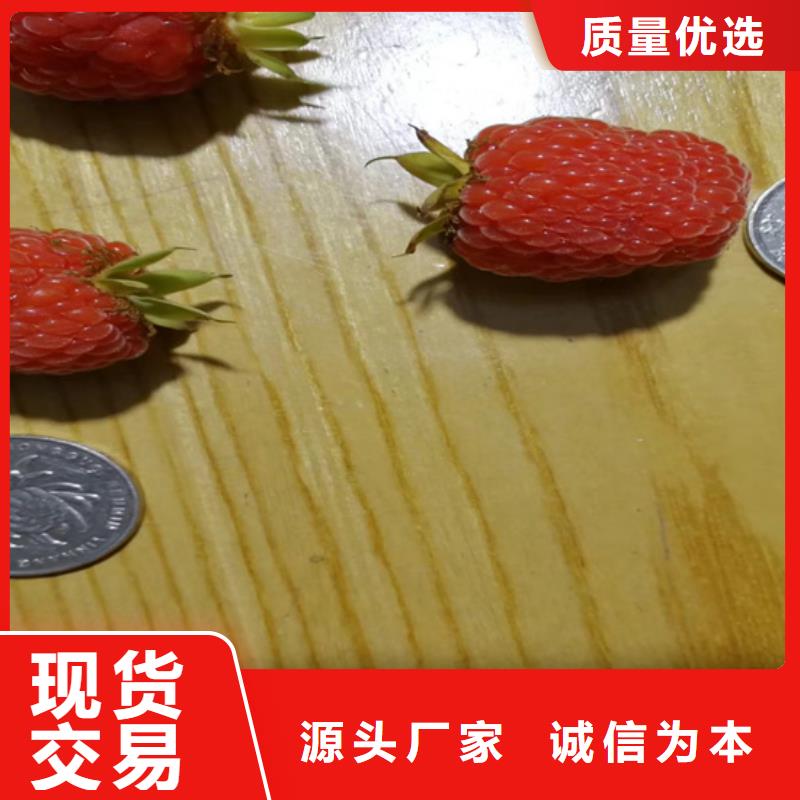 双季红树莓苗免费咨询绵阳