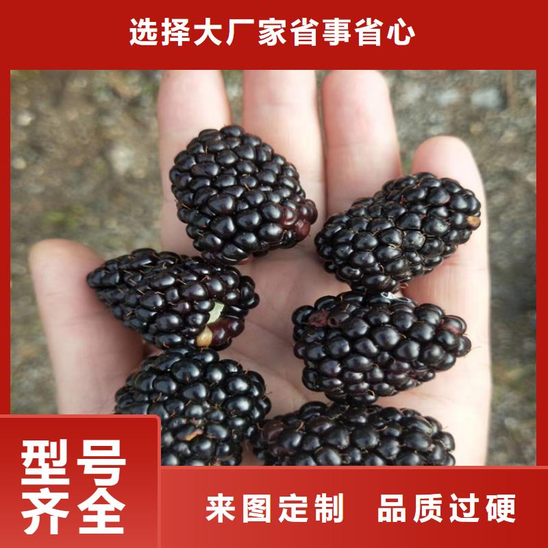 黑树莓苗新奇品种量大从优