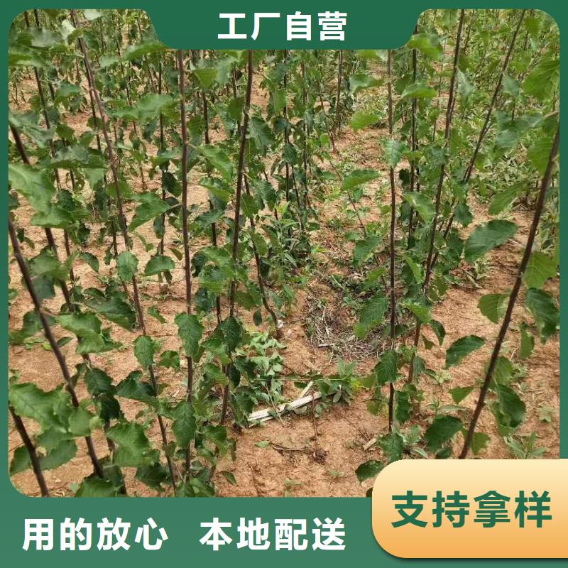 蜜香杏树苗种植管理技术来图来样定制