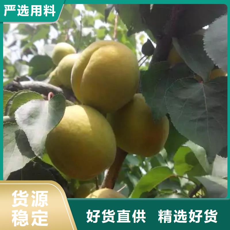 蜜香杏树苗什么时间移栽最好从源头保证品质