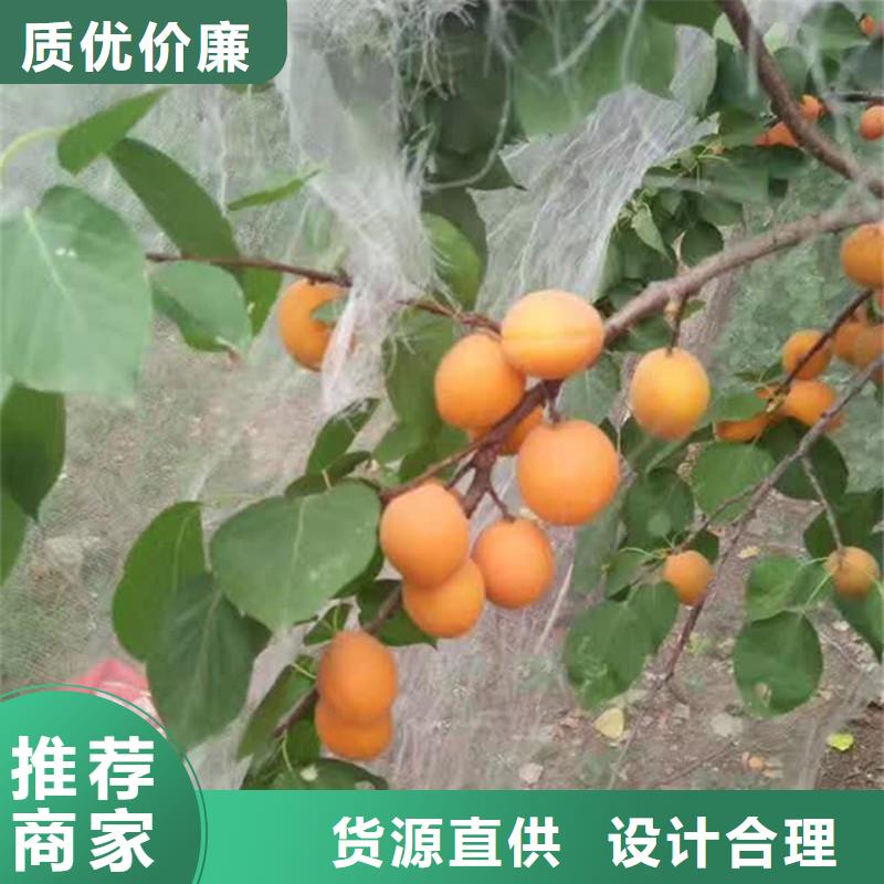 珍珠油杏树苗采摘园昌都质检合格出厂