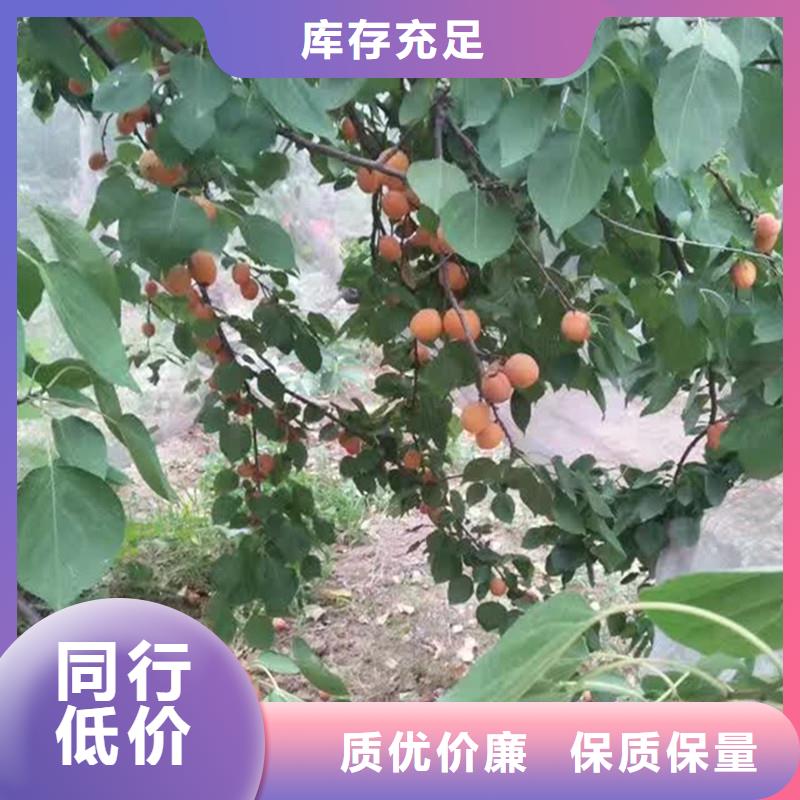 珍珠油杏树苗全国发货西藏