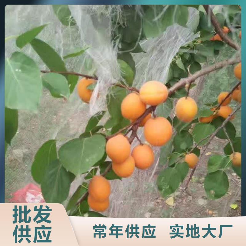 杏树苗新奇品种昌都