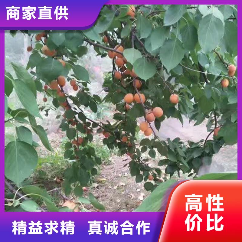 珍珠油杏树苗适合种植地区那曲