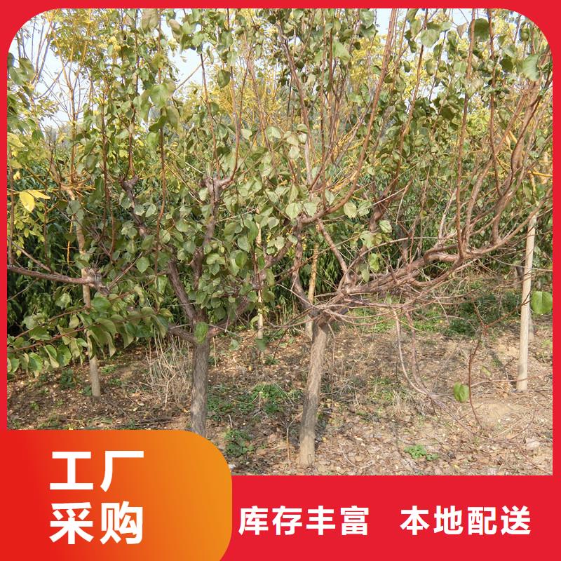 珍珠油杏树苗适合种植地区经久耐用