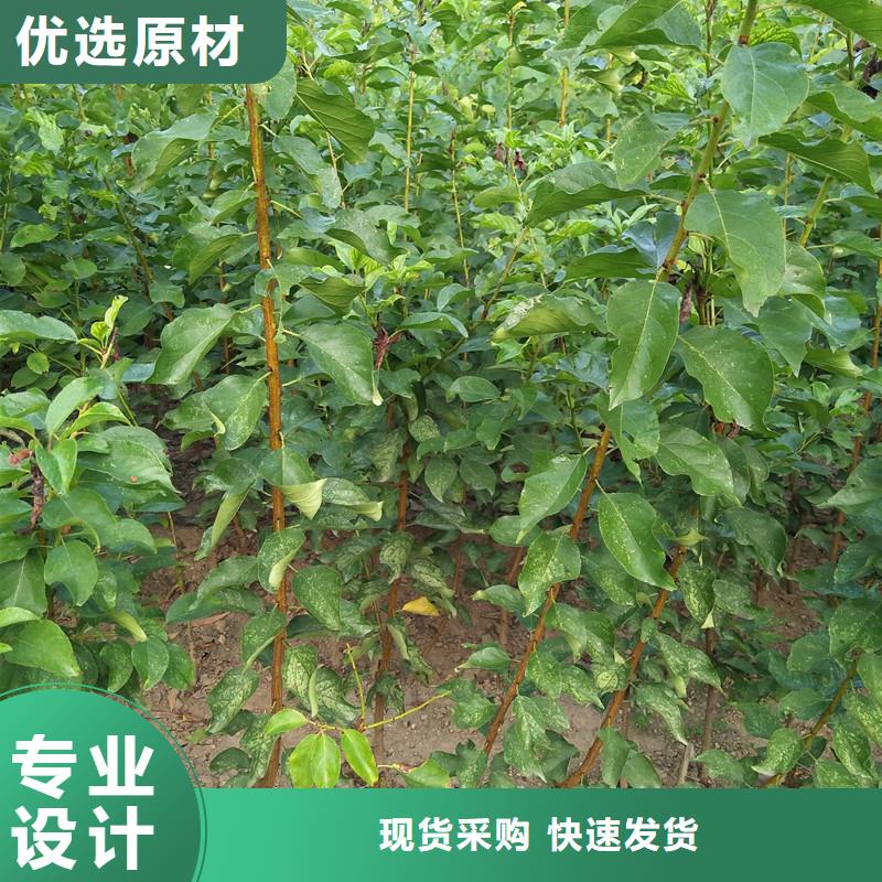 珍珠油杏树苗种植管理技术拉萨