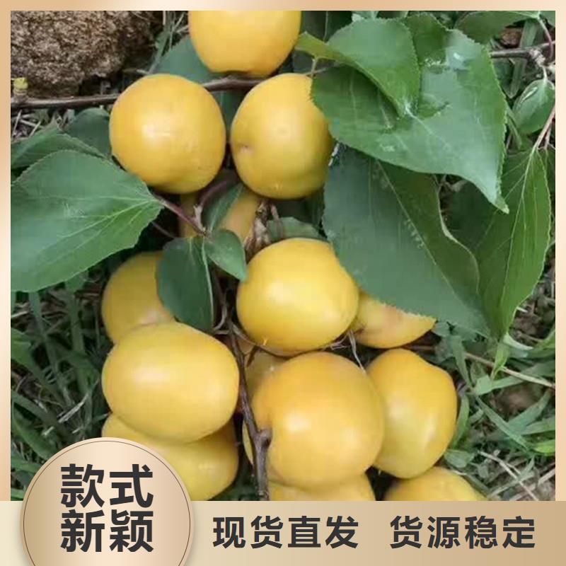 珍珠油杏树苗采摘园拉萨
