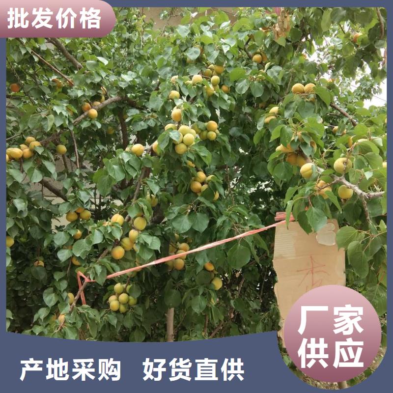 珍珠油杏树苗新奇品种当地生产厂家