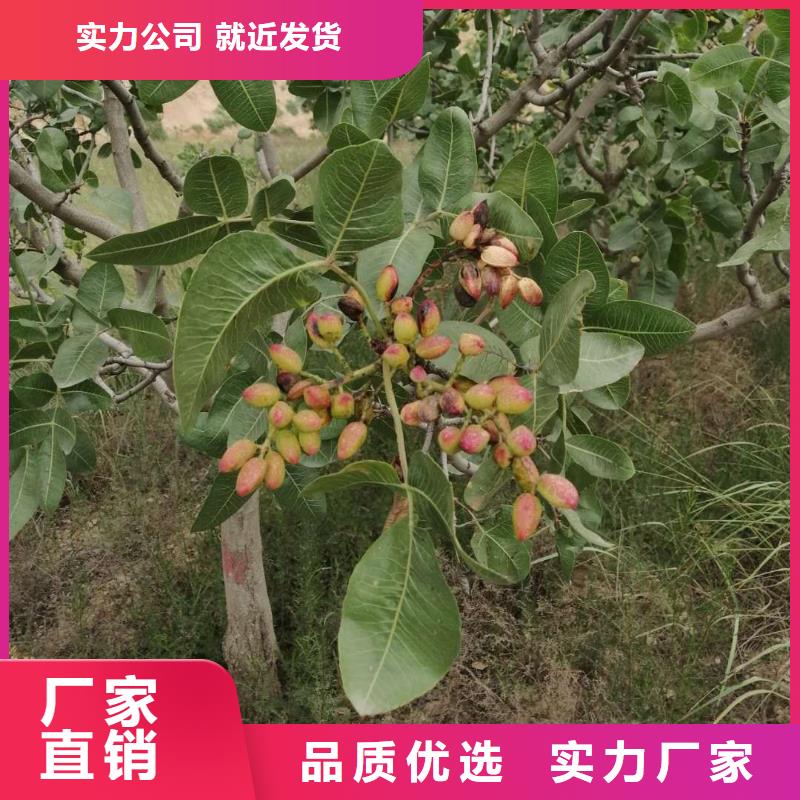 阿月浑子树苗郑州当年结果树