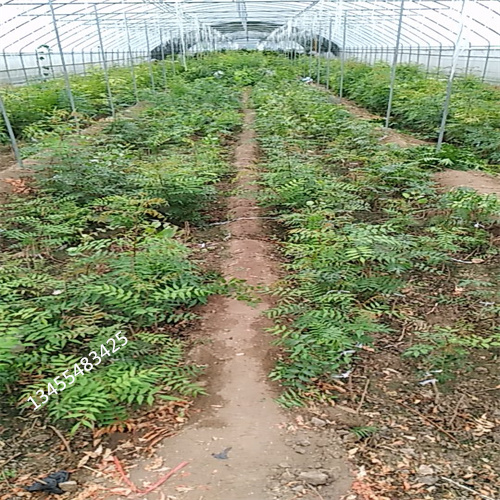 阿月浑子树苗适合种植地区超产品在细节