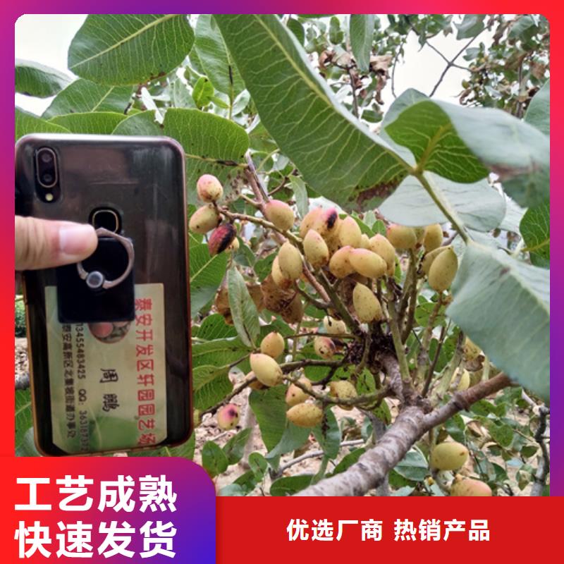 开心果树种植技术沧州