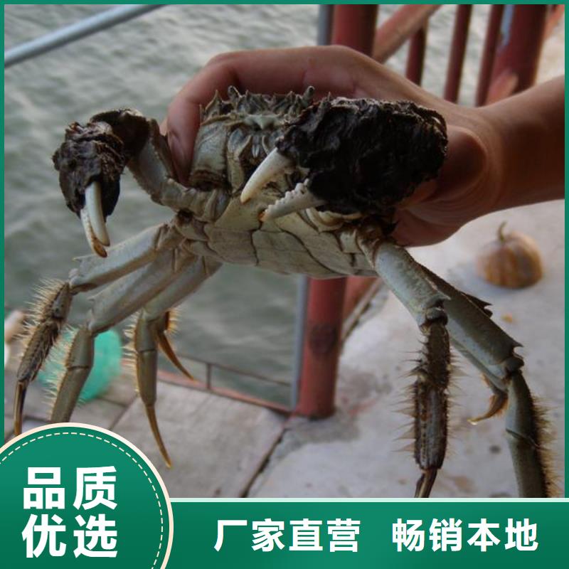 雅安螃蟹价格多少钱一斤