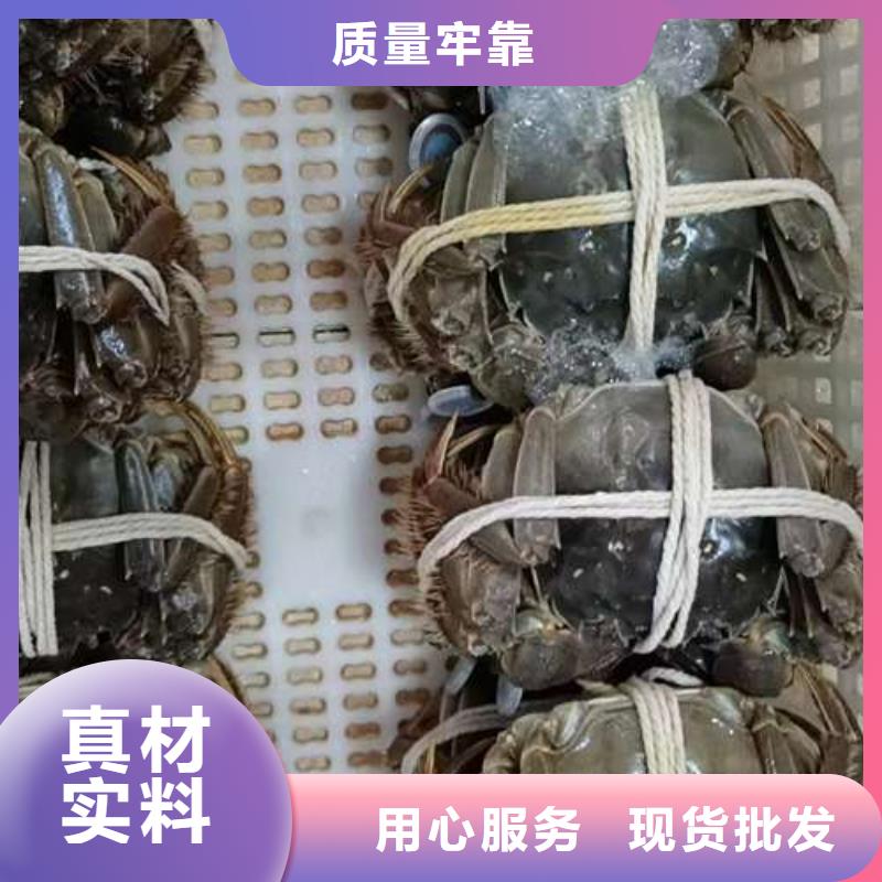 【图】阳澄湖大闸蟹优质材料厂家直销