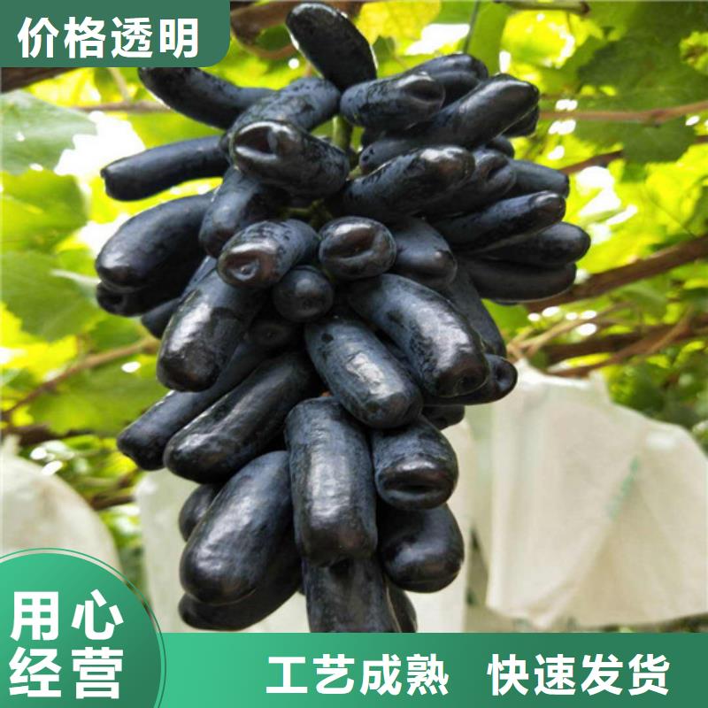 萍乡实力雄厚的中熟葡萄苗供货商附近公司