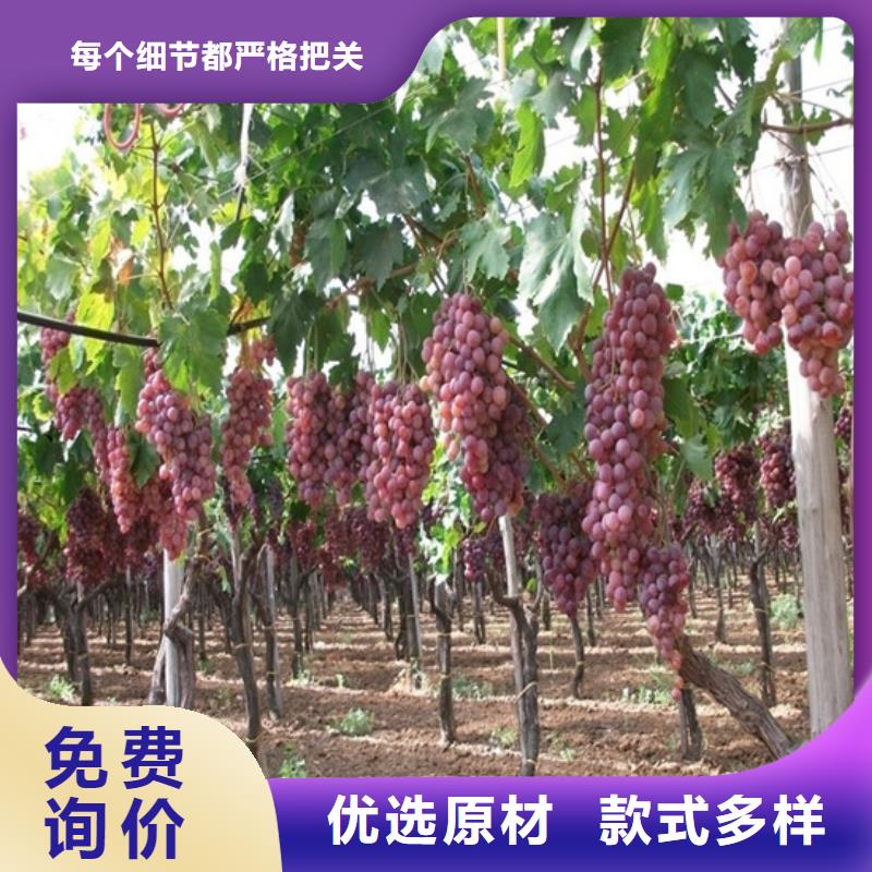 苍山晚熟葡萄树苗种苗专业生产品质保证