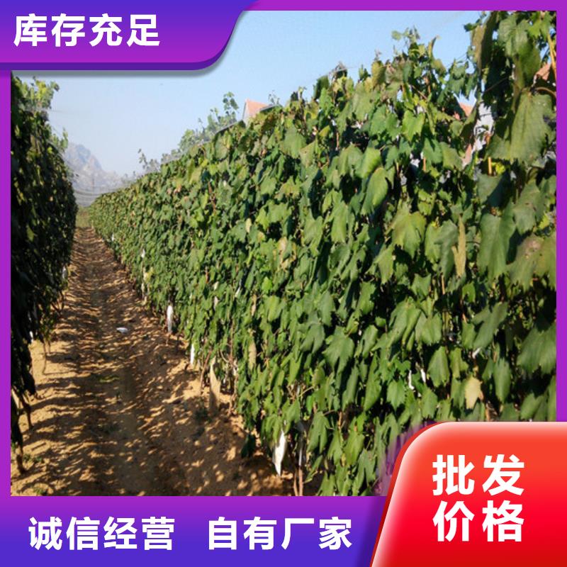 衢州晚熟葡萄树苗便宜价格助您降低采购成本