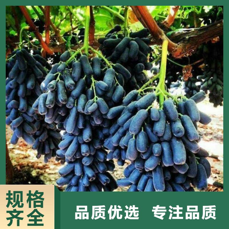 咸宁市甜蜜蓝宝石葡萄苗质量保证售后无忧