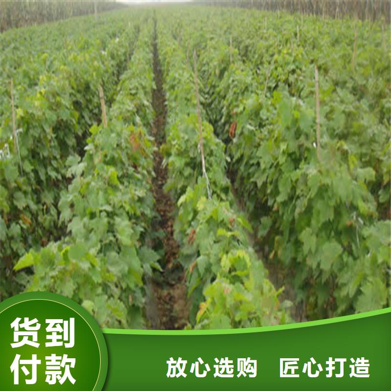 青海省3公分巨峰葡萄苗当地货源