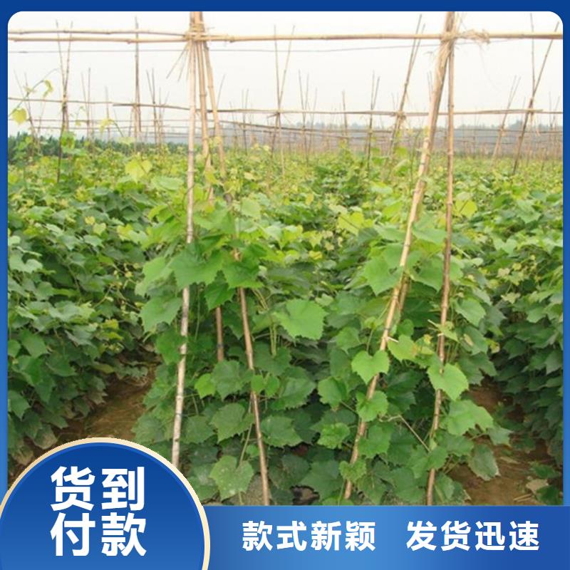 海南省三年香妃葡萄苗拥有核心技术优势